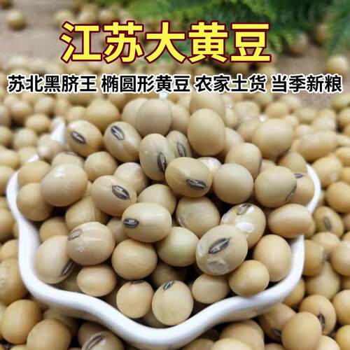 老品种农家土黄豆苏北黑脐大黄豆