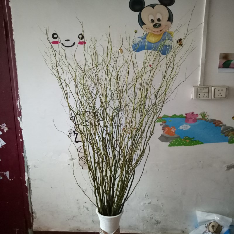 新鲜龙柳水培植物婚庆专用拱门云龙柳鲜枝客厅落地装饰 小编推荐 Wepost 全民代运 马来西亚中国淘宝代运与集运专家