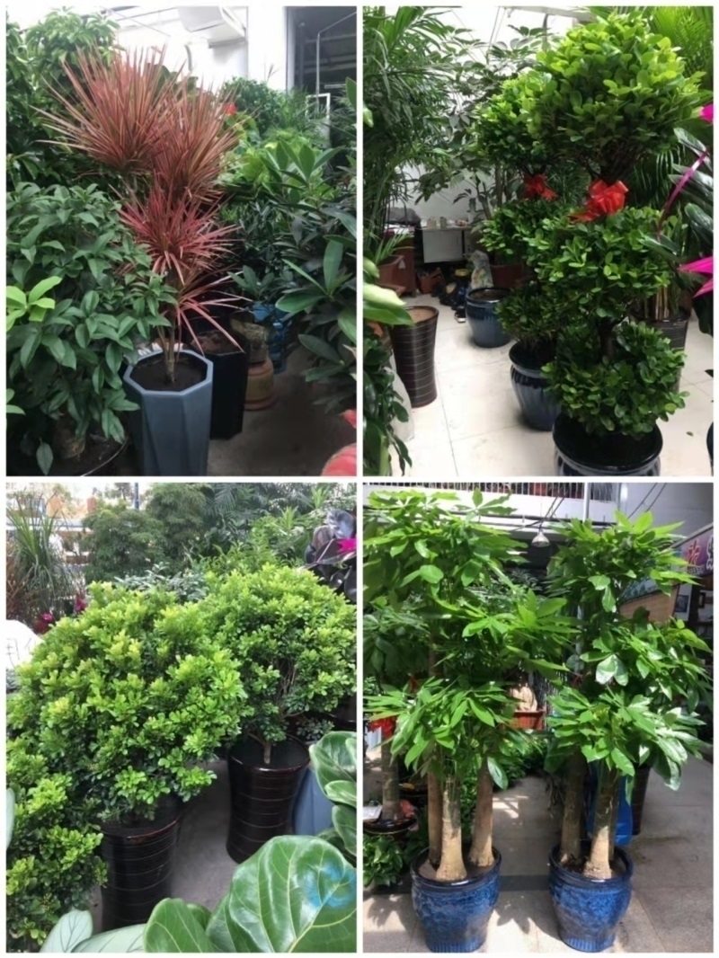 十堰市花卉盆栽店绿萝植物发财金钱树56茅箭郧西县竹山溪房丹江口