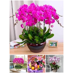 许昌市鲜花卉店中秋节送礼蝴蝶兰水果篮鄢陵县襄城禹州长葛魏都区