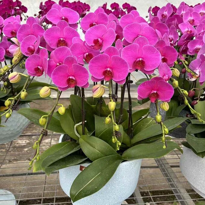 随州市鲜花卉店送蝴蝶兰水果篮曾都区广水随县生日领导过年花1