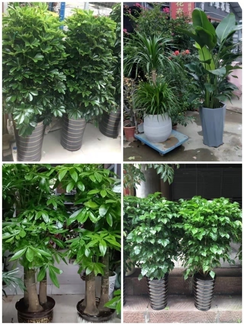 阳江市花卉盆栽店绿萝植物天堂鸟招发财金钱树31江城区阳春西东县
