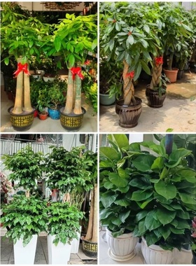 保山市花卉盆栽店绿萝植物发财金钱树66隆阳区施甸腾冲龙陵昌宁县