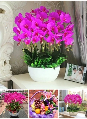 绵阳市鲜花卉店中秋节送礼蝴蝶兰水果篮涪城区游仙安三台县江油