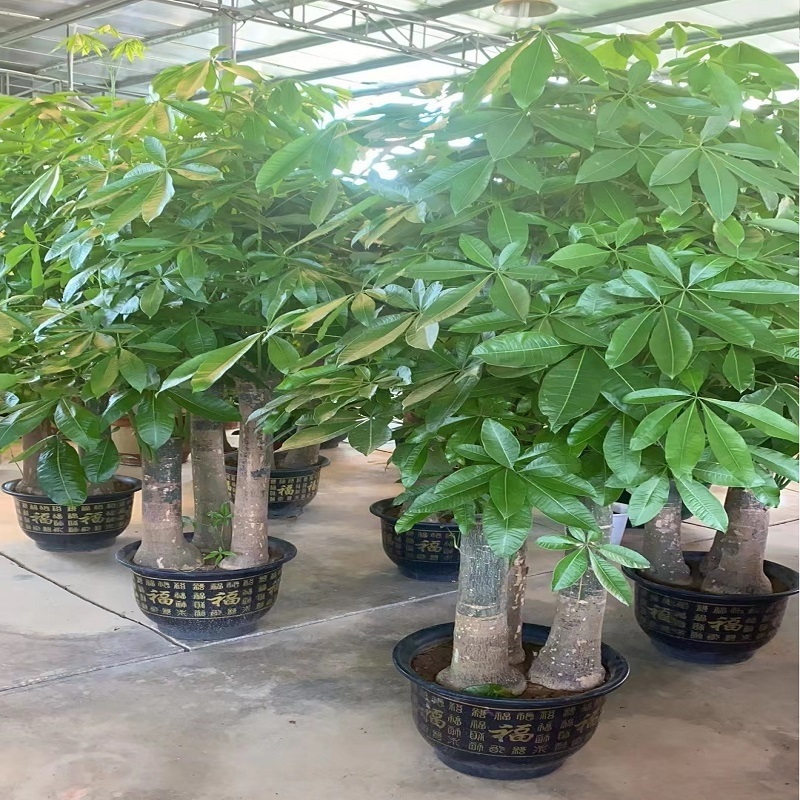 恩施市花卉盆栽店绿植发财天堂鸟66利川建始咸丰巴东宣来凤鹤峰县