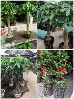 庆阳市花卉盆栽店绿萝植物发财金钱树63西峰区正宁合水县庆城镇原