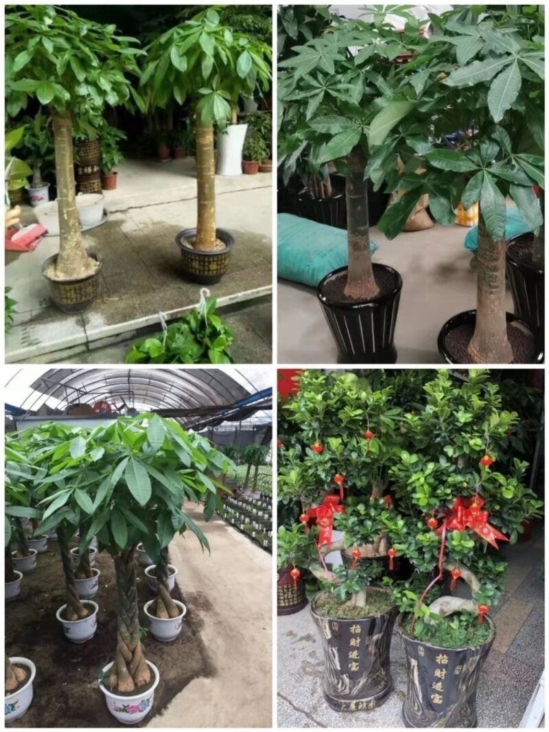 徐州市花卉盆栽店绿植物发财金钱树53贾汪邳州新沂铜山睢宁沛丰县