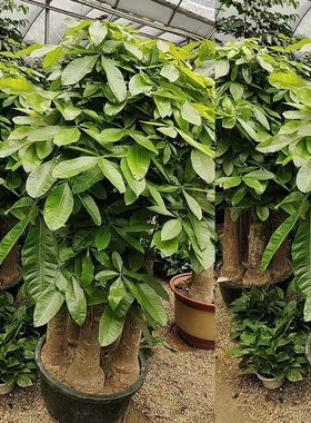 孝感市花卉盆栽店植物发财树26昌云梦汉川大悟县应城安陆天堂鸟