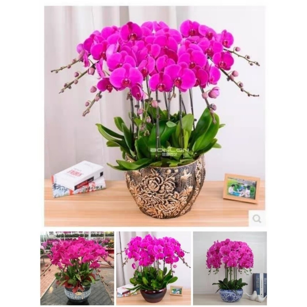 长春市开花卉店春节日元宵送礼蝴蝶惠兰中秋节双阳德惠榆树农安县