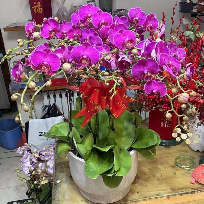 咸阳市鲜花卉店送蝴蝶兰水果篮秦都区杨凌渭城泾阳县兴平过年花1