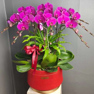 芜湖市鲜花卉店送蝴蝶兰水果篮鸠江区镜湖马塘繁昌南陵县过年花1