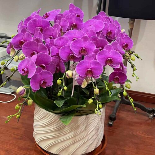 丽水市开花卉店春节日元宵送蝴蝶大惠兰莲都区青田缙云县过年花1