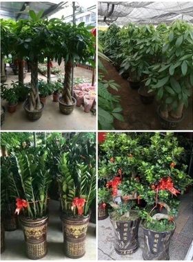 娄底市花卉盆栽店绿萝植物发财金钱树31星区冷水江涟源新化双峰县