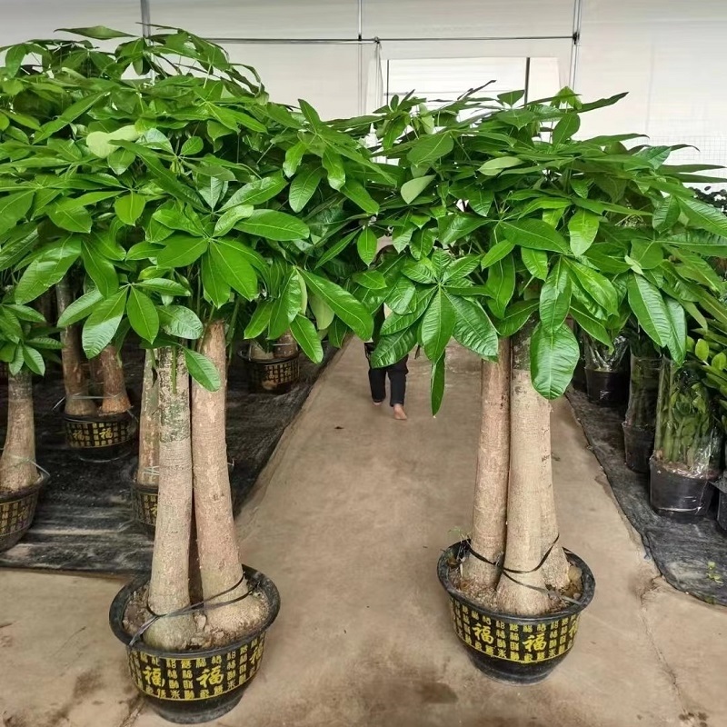 齐齐哈尔市花卉盆栽店植物招发财树26龙沙建华富拉尔基区天堂鸟