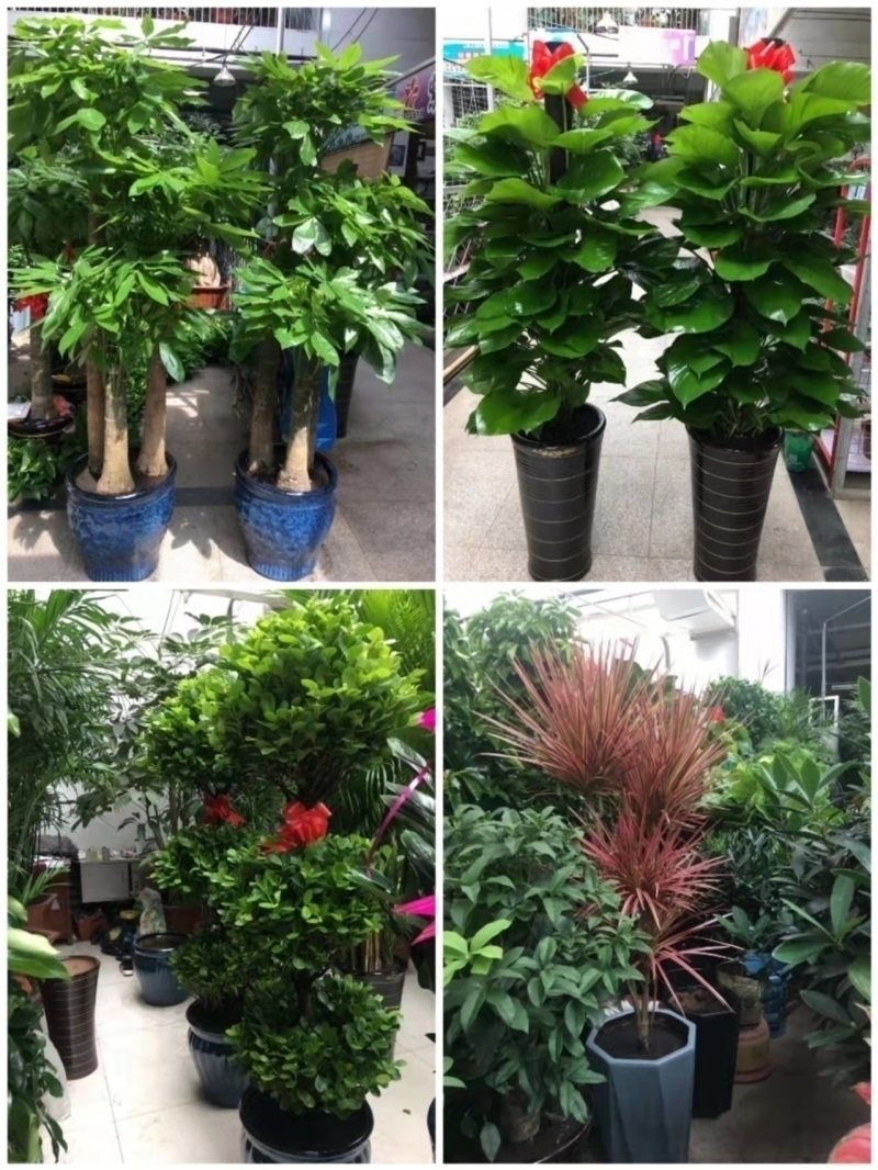 晋中市花卉盆栽店绿植物发财金钱树66介休平遥县昔阳和顺左权榆社