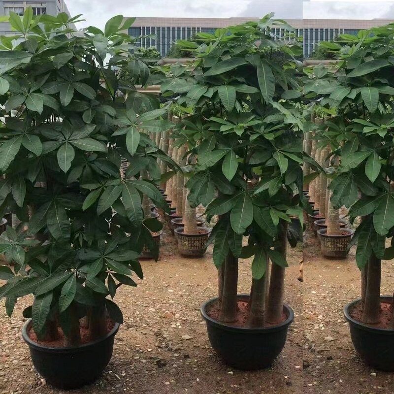 南充市花卉盆栽店绿植发财天堂鸟66阆中营山蓬安仪陇西充南部县