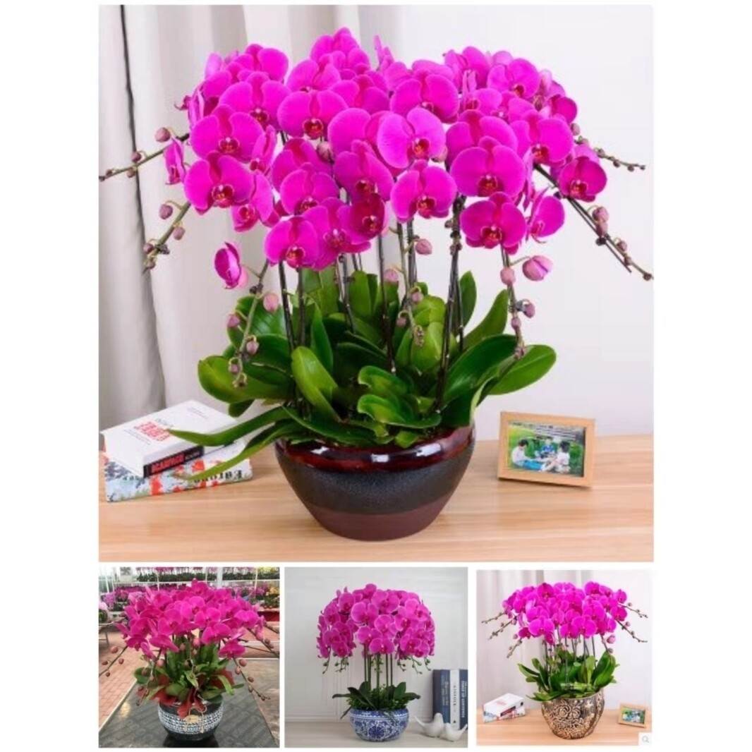 杭州市开花卉店春节日元宵送礼蝴蝶惠兰中秋节建德富阳桐庐淳安县