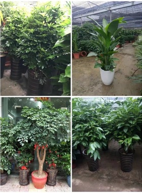 安庆市花卉盆栽店室内绿萝植物招发财金钱幸福树天堂鸟91枞阳县