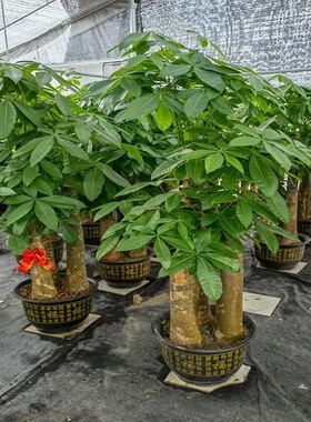 南京市花卉盆栽店绿植发财天堂鸟66秦淮浦口栖霞江宁溧水高淳县