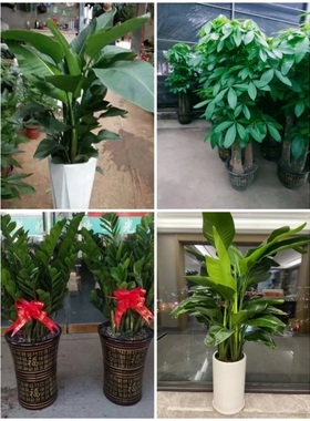 陇南市花卉盆栽店绿萝植物招发财金钱树93武都区成县两当西和宕昌