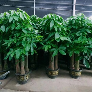 大庆市花卉盆栽店绿萝植发财天堂鸟66龙凤红岗大同肇州源县林甸