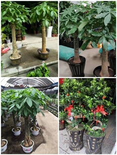 花卉盆栽店绿植物发财金钱树82剑河三穗黄平从镇远天柱榕江岑巩县