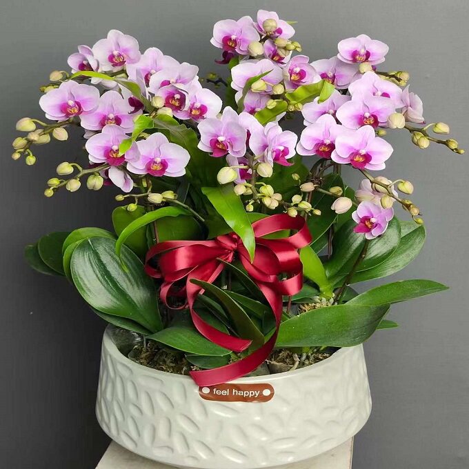 厦门市鲜花卉店送蝴蝶兰水果篮思明区湖里集美同安翔安区过年花1