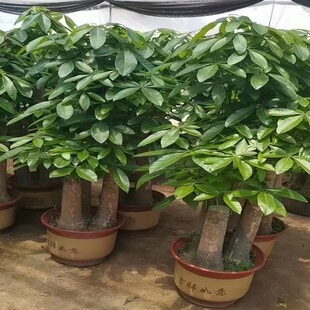襄阳市花卉盆栽店绿植发财天堂鸟66宜樊谷城南漳保康县枣老河口
