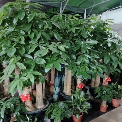 三亚市花卉盆栽店天堂鸟发财金钱树26文昌临高澄迈定安屯昌琼中