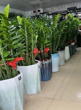 陇南市花卉盆栽店植物招发财树26武都区成县两当西和宕昌天堂鸟