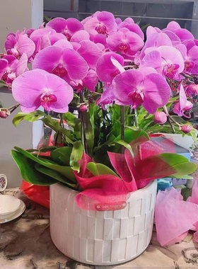 漯河市鲜花卉店开业张送礼蝴蝶兰水果篮郾城源汇召陵区舞阳县林颖