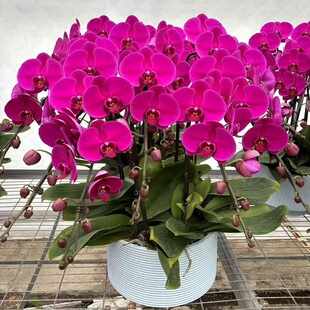 信阳市鲜花卉店送蝴蝶兰水果篮浉河区潢川商城罗山县平桥过年花1