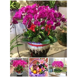 珠海市鲜花卉店中秋节送礼蝴蝶兰水果篮香洲区斗门金湾金唐南湾区