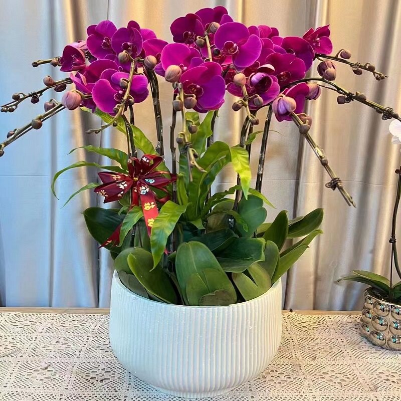 丽水市鲜花卉店过年元宵送礼大惠蝴蝶兰莲都龙泉青田缙云遂昌松1