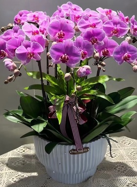 保山市鲜花卉店开业张送礼蝴蝶兰水果篮隆阳区施甸腾冲龙陵昌宁县