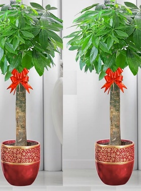 保山市花卉盆栽店天堂鸟发财金钱树26隆阳区施甸腾冲龙陵昌宁县