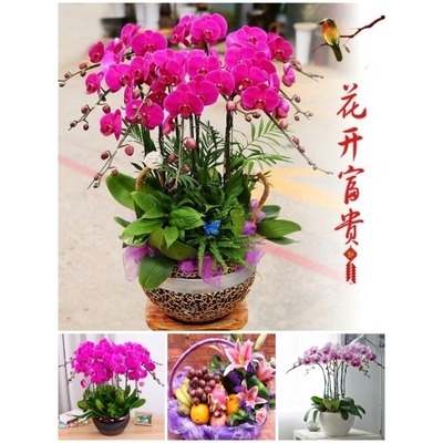 六盘水市鲜花卉店中秋节送礼蝴蝶兰水果篮钟山区六枝特区盘县水城