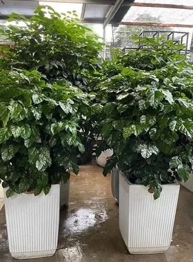 亳州市花卉盆栽店植物招摇发财树26谯城区涡阳蒙城利辛县天堂鸟