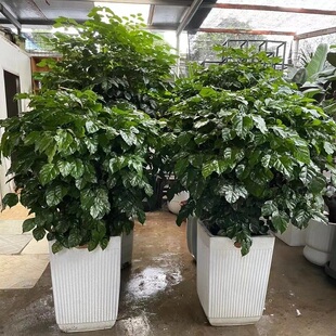 亳州市花卉盆栽店植物招摇发财树26谯城区涡阳蒙城利辛县天堂鸟