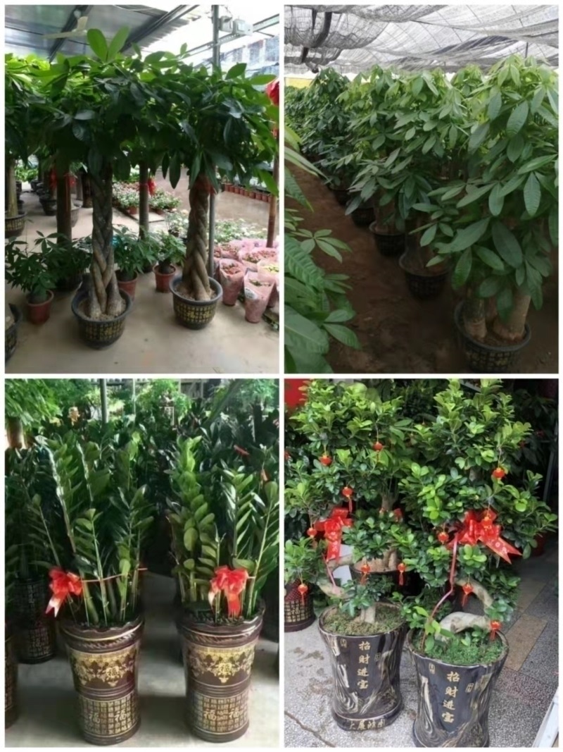 盐城市花卉盆栽店绿萝植物招发财金钱树琴叶榕天堂鸟56射阳滨海县
