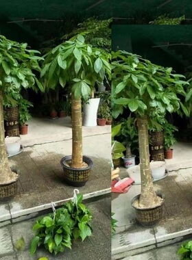 韶关市花卉盆栽店绿植发财天堂鸟66曲浈武江区乐昌南雄始兴仁化
