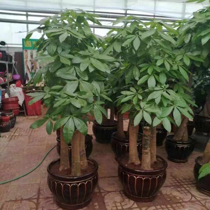 六安市花卉盆栽店绿萝植招发财天堂鸟66金安裕寨舒城寿县霍邱山