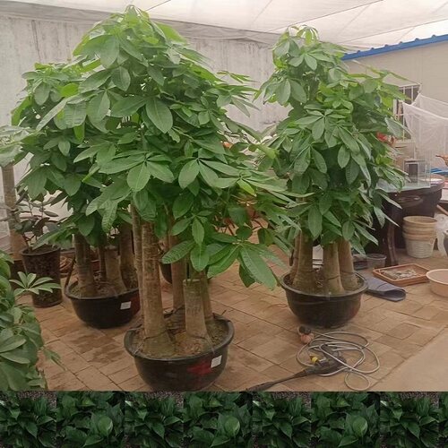 伊春市花卉盆栽店植物发财树26友好西林铁力嘉荫县新青区天堂鸟