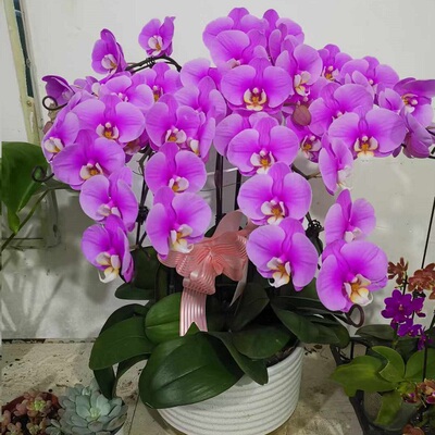 抚州市开花卉店春节日元宵送蝴蝶大惠兰临川区黎川宜黄县过年花1