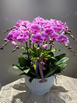 上饶市开花卉店春节日元宵送礼蝴蝶大惠兰领导万年弋阳横峰德兴