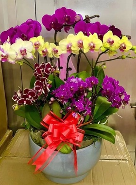 三明市鲜花卉店长辈送礼蝴蝶兰水果篮梅列区三元永安明溪宁化县