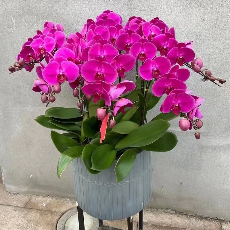 金华市鲜花卉店生日送礼蝴蝶兰水果篮婺城兰溪义乌东阳浦江磐安乔