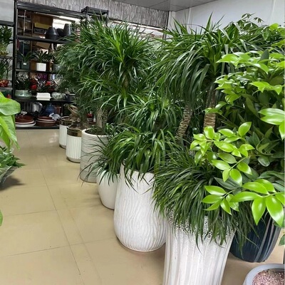 张家口市花卉盆栽店绿植物发财树2阳原宣化张北沽源尚义怀安天堂