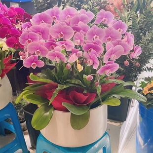 衡阳市鲜花卉店开业张送礼蝴蝶兰水果篮石鼓区耒阳常宁衡东山南县