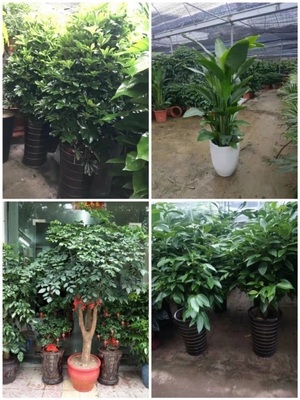 大同市花卉盆栽店绿萝植物发财金钱树63阳高天镇浑源广灵丘左云县